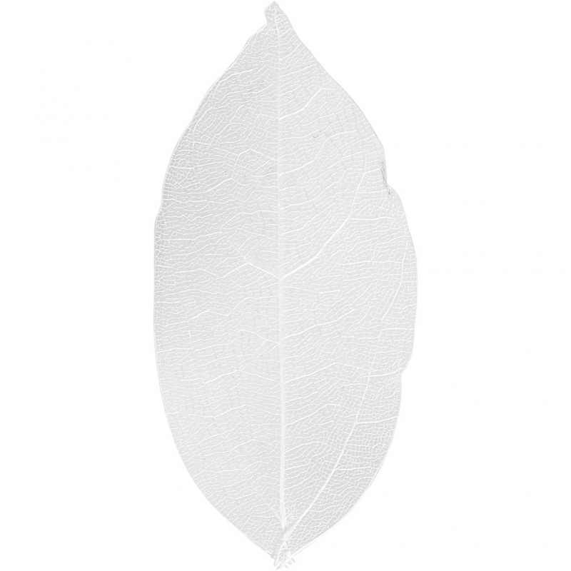 Bladeren gedroogd wit 6-8 cm 20 stuks