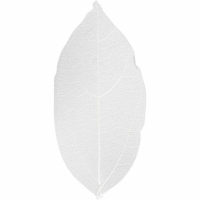 Bladeren gedroogd wit 6-8 cm 20 stuks