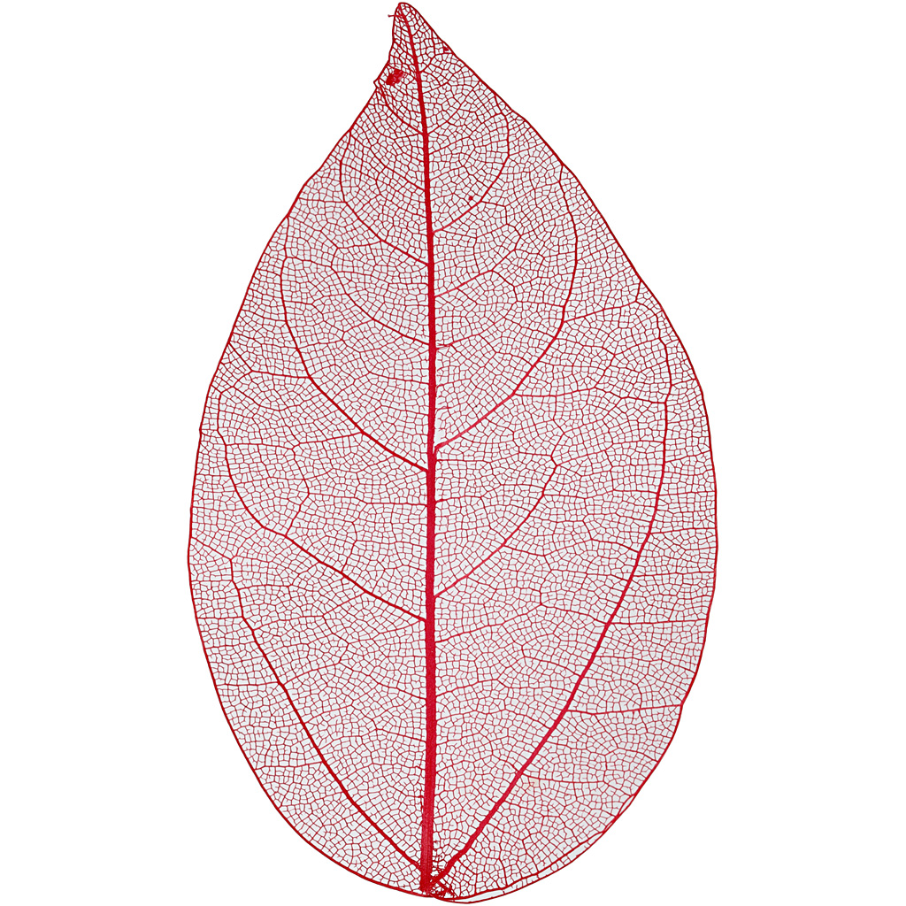 Gedroogde bladeren rood 6-8 cm 20 stuks