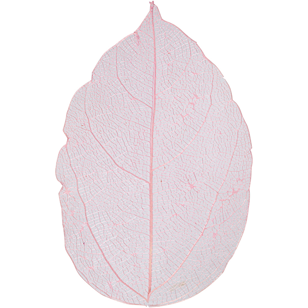 Bladeren gedroogd roze 6-8 cm 20 stuks
