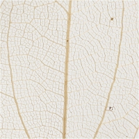 Gedroogde bladeren naturel 6-8cm - 20 stuks
